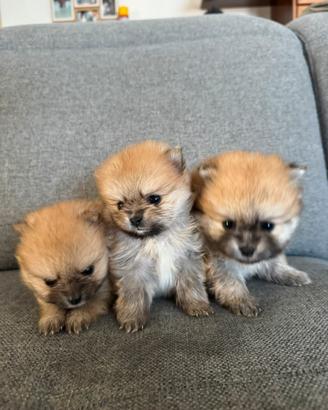 Volpino di pomerania con PEDIGREE