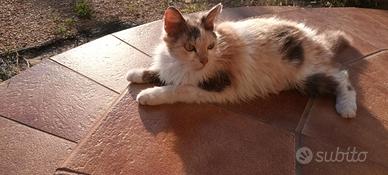 Gattina di circa un anno
