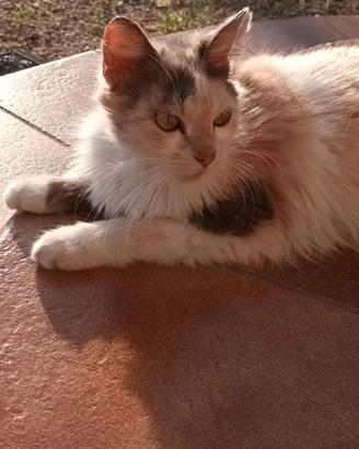 Gattina di circa un anno
