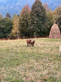 Capretto di montagna