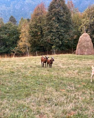 Capretto di montagna