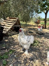 Coppia di moroseta