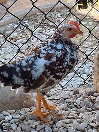 Galletti nani