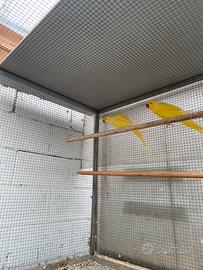 Parrocchetti dal collare