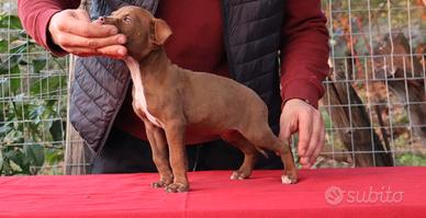 Cucciola American Pitbull Terrier