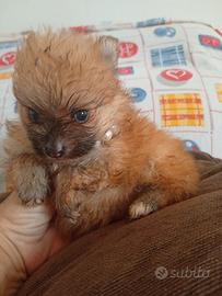 Spitz