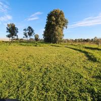 Casa indipendente con capannoni e terreni