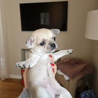 Chihuahua dolcissima