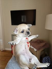 Chihuahua dolcissima