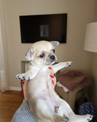 Chihuahua dolcissima