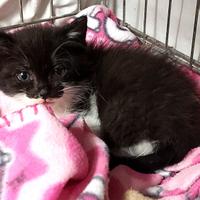 Gattino maschio di due mesi