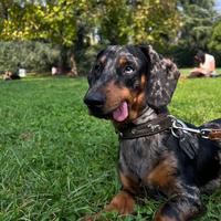 Bassotto Frankie disponibile per accoppiamento