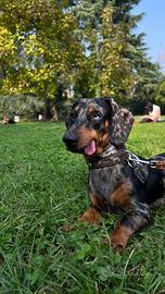 Bassotto Frankie disponibile per accoppiamento