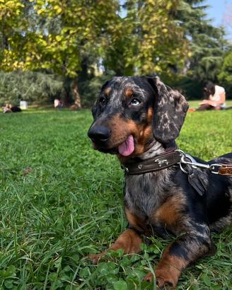Bassotto Frankie disponibile per accoppiamento