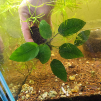 Anubias su roccia lavica nera