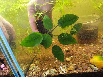 Anubias su roccia lavica nera