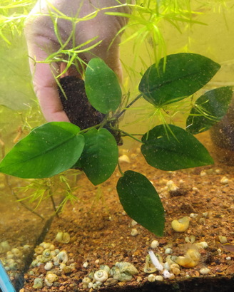 Anubias su roccia lavica nera