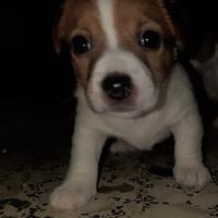 Jack russell