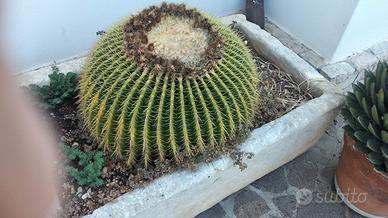 pianta grassa