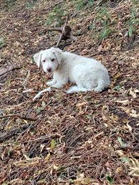 lagotto romagnolo femmina con pedegree