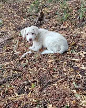 lagotto romagnolo femmina con pedegree