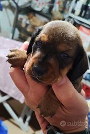 Cucciola di bassotto tedesco