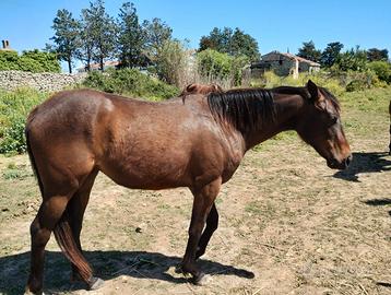 Vendesi cavalla psi di 2 anni figlia di seuin hiro