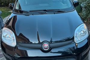 Panda hybrid nera , 29 mesi