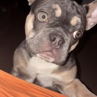 Buldog francese
