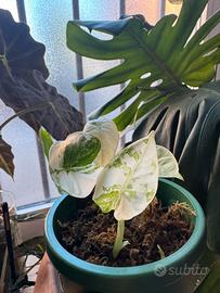 Alocasia Frydek Variegata