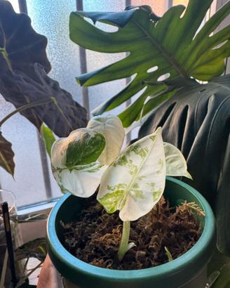 Alocasia Frydek Variegata