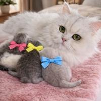 Gattini British LongHair/Highland Fold