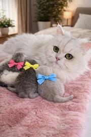 Gattini British LongHair/Highland Fold