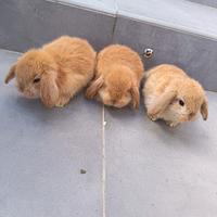 Coniglietti nani ariete