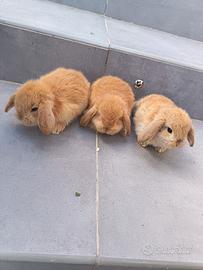 Coniglietti nani ariete