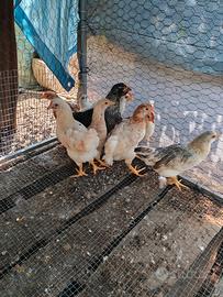 Galline