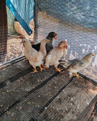 Galline