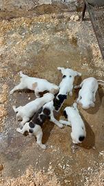 Setter inglese