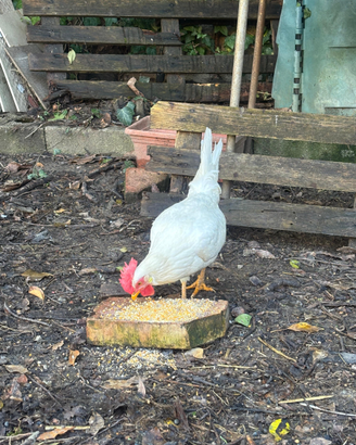 Galline livornesi