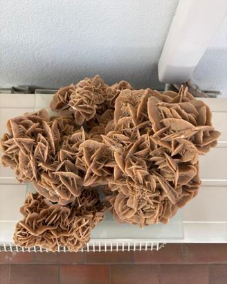 Rose del deserto