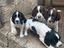 Immagine 3