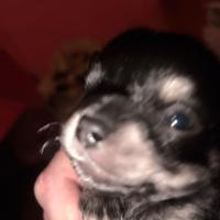 DISPONIBILE 1 Cucciolo chihuahua manto nero lucido