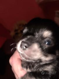 DISPONIBILE 1 Cucciolo chihuahua manto nero lucido