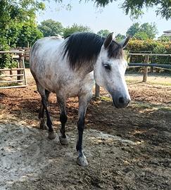 Cavallo