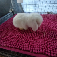 Coniglietti ariete nani miniloop