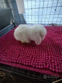 Coniglietti ariete nani miniloop