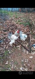Brahma