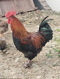 Marans