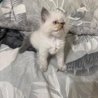 Disponibili maschietto persiano