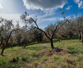 Terreno agricolo - Uliveto & Ciliegio